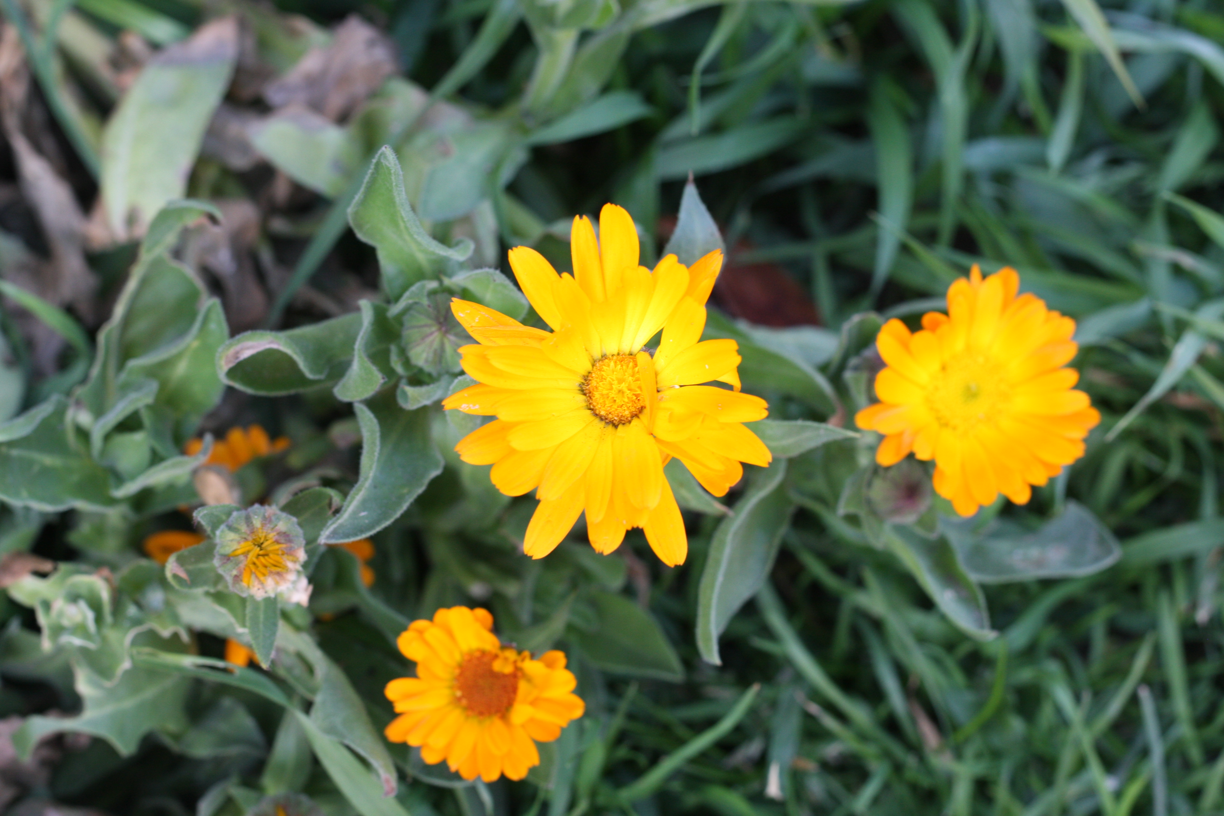 Marigold